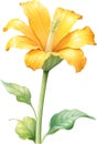 Watercolor painting of Squash flower. Ai-Generated Royalty Free Stock Photo