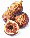 Watercolor Painting of Stacked Figs with Sectioned Fig on White Background Royalty Free Stock Photo