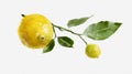 Watercolor branch of lemons