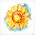 Watercolor painting sunflower Royalty Free Stock Photo