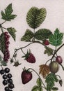 Small bushes of currants, strawberries and gooseberries with berries and leaves