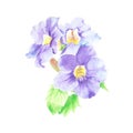 Watercolor painting of three purple cracker plant flowers on white background