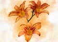 Watercolor painting of three vibrant orange day lily flowers. Botanical illustration Royalty Free Stock Photo