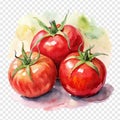 Watercolor painting of tomatoes on isolated Royalty Free Stock Photo