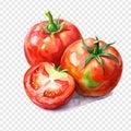 Watercolor painting of tomatoes on isolated Royalty Free Stock Photo