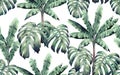 Watercolor painting tree banana,monstera leaves seamless pattern on white background.Watercolor hand drawn illustration tropical e Royalty Free Stock Photo