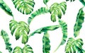 Watercolor painting tree banana,monstera leaves seamless pattern on white background.Watercolor hand drawn illustration tropical e Royalty Free Stock Photo