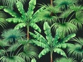 Watercolor painting tree ,banana,palm leaves seamless pattern on dark background.Watercolor hand drawn illustration tropical exoti Royalty Free Stock Photo