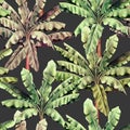 Watercolor painting tree colorful banana leaves seamless pattern on dark background.Watercolor hand drawn illustration tropical ex Royalty Free Stock Photo