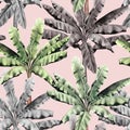 Watercolor painting tree colorful banana leaves seamless pattern on pink background.Watercolor hand drawn illustration tropical ex Royalty Free Stock Photo