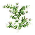 Watercolor painting tree green leaf,eucalyptus branches leaves isolated on white background.Watercolor illustration tropical,aloha