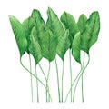 Watercolor painting tropical green leaves,palm leaf isolated on white background.Watercolor hand painted illustration tropical exo Royalty Free Stock Photo