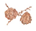 Watercolor painting of two mature open cones of larch on a branch. Royalty Free Stock Photo