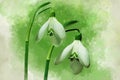 Watercolor painting of two snowdrop flowers. Botanical illustration