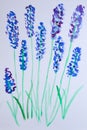 Watercolor painting vibrant color lavender flower branch with leaf