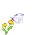 Violet butterfly and dandelion