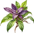 Watercolor painting of the Wandering Jew Plant.