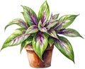 Watercolor painting of the Wandering Jew Plant.