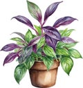 Watercolor painting of the Wandering Jew Plant.