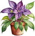 Watercolor painting of the Wandering Jew Plant.