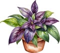 Watercolor painting of the Wandering Jew Plant.