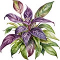 Watercolor painting of the Wandering Jew Plant.