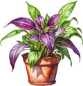 Watercolor painting of the Wandering Jew Plant.