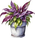 Watercolor painting of the Wandering Jew Plant.