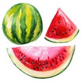 Watercolor painting with watermelon