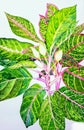 Aglaonema flower and green leaves watercolor painting