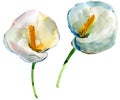 Watercolor painting of white calla lilies