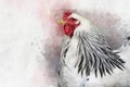 Watercolor painting of a white Columbia Brahma rooster. Bird illustration