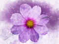 Watercolor painting of white cosmea flower - in Latin Cosmos Bipinnatus. Letter head or greeting card