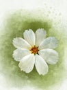 Watercolor painting of a white cosmea flower - in Latin Cosmos Bipinnatus. Letter head, scrapbooking or greeting card, botanical