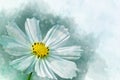 Watercolor painting of white cosmos flower - in Latin Cosmos Bipinnatus. Letter head or greeting card