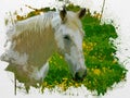 Watercolor painting of white Lusitano horse, cute and friendly