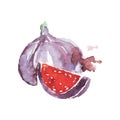 Watercolor painting with whole and little piece of fig. Healthy and delicious fruit. Tropical organic food. Vegetarian