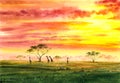 Watercolor Painting - Wild Firaffe and Zebra with twilight, in Africa Field