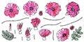 Watercolor Painting of Wild Rose Pink Flower. Dog Rose, Briar Leaf. Botanical Painting. Realistic Hand Drawn Illustration. Savoyar