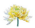 Watercolor painting of yellow chrysanthemum flower head Royalty Free Stock Photo