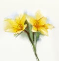 Watercolor painting yellow lilies flower Royalty Free Stock Photo