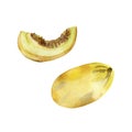 Watercolor painting of yellow melon and slice isolated on white background. Watercolor hand painted illustration. Bright fruit Royalty Free Stock Photo