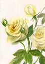 Watercolor painting of yellow roses