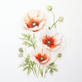 Delicate Watercolor Painting Of White And Orange Poppies Royalty Free Stock Photo