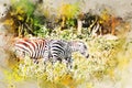 Watercolor painting of zebras grazing in savanna