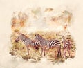 Watercolor painting of zebras herd on savanna at sunset, Africa