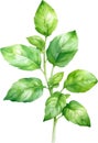 Watercolor paintings of basil and flowers. Ai-Generated.