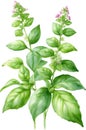 Watercolor paintings of basil and flowers. Ai-Generated.