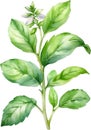 Watercolor paintings of basil and flowers. Ai-Generated.