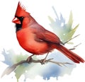 Watercolor paintings of colorful Northern cardinal birds. Ai-Generated. Royalty Free Stock Photo